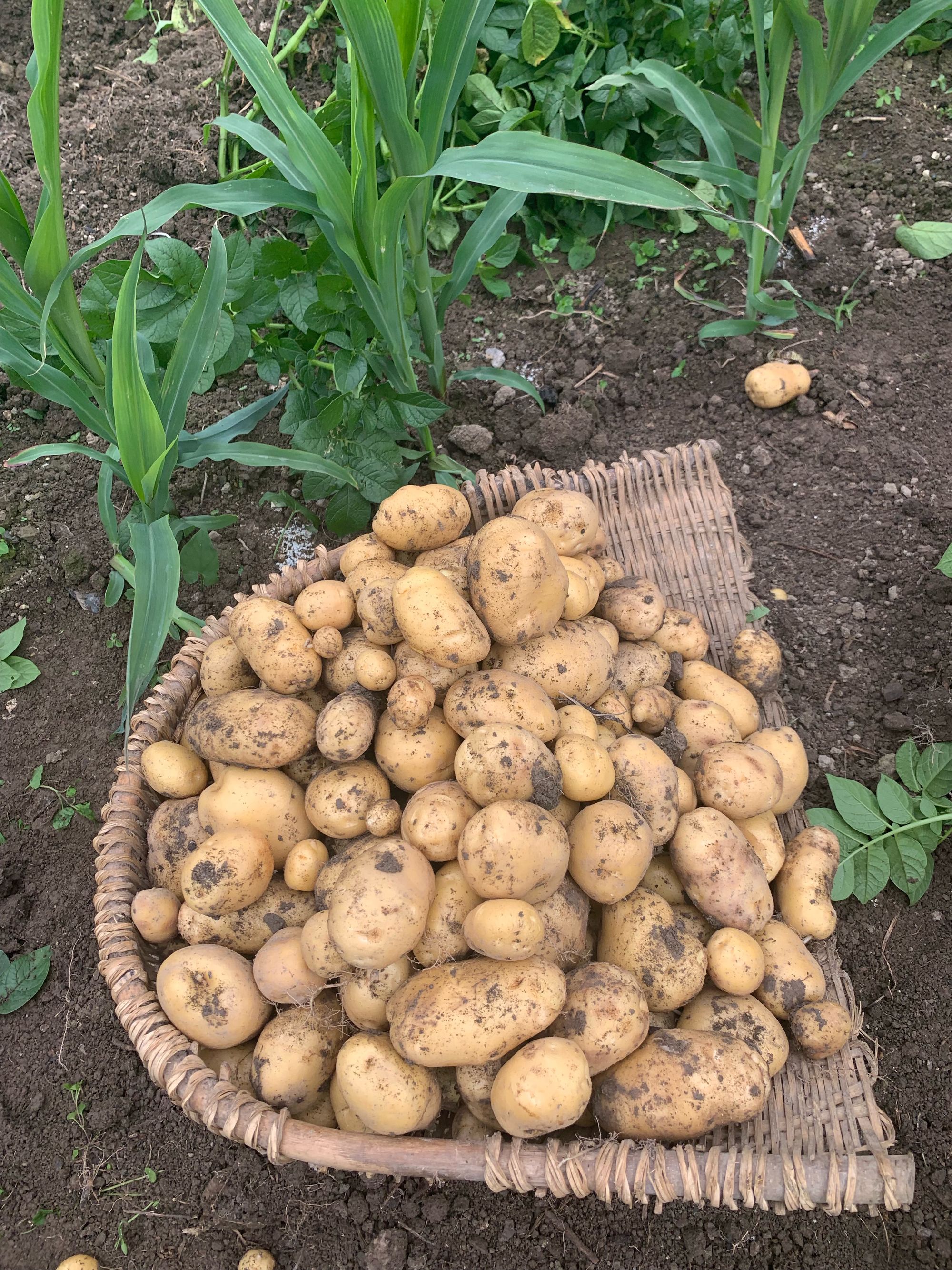 王治伦补硒公益(刘延宁科学补硒健康中国)-硒宝网