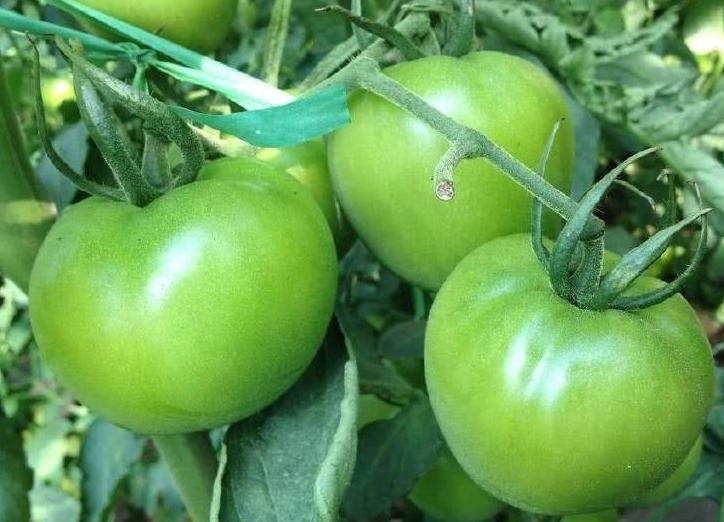 硒补多了伤肝吗(补硒对肝病有效吗)-硒宝网