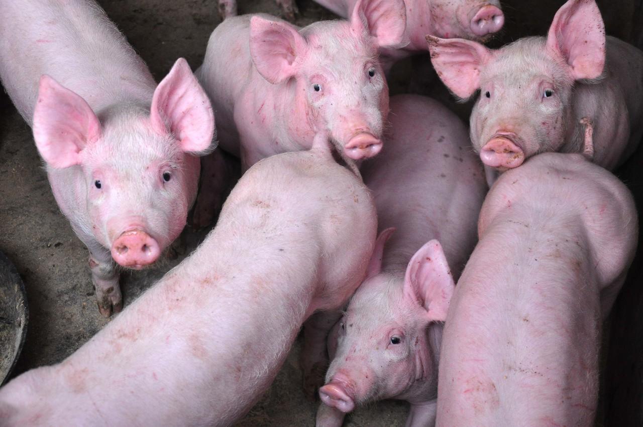 猪有哪些补硒药（猪补硒用什么药）-硒宝网