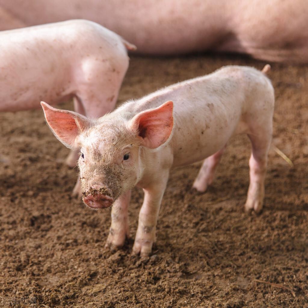 猪有哪些补硒药（猪补硒用什么药）-硒宝网