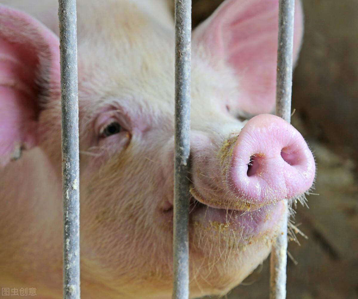 猪有哪些补硒药（猪补硒用什么药）-硒宝网