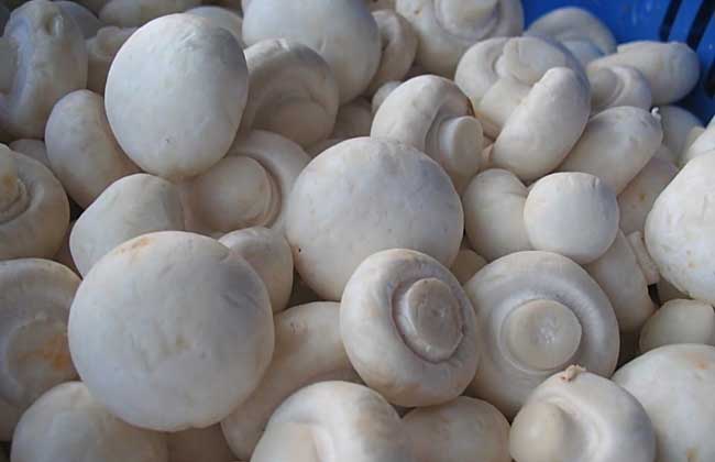 钙磷硒二十八补(钙铁锌磷硒分别有什么作用)-硒宝网