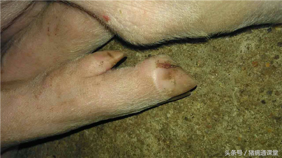 猪补硒防啼裂吗(猪裂蹄偏方)-硒宝网
