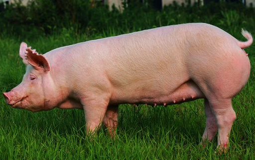 猪补硒防啼裂吗(猪裂蹄偏方)-硒宝网