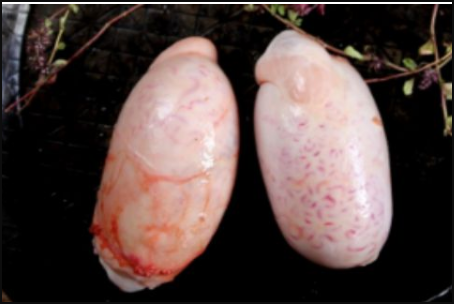 羊一天补多少硒（羊补硒用什么药了）-硒宝网