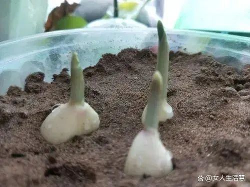 大蒜油能补硒吗（大蒜能补油硒吗怎么吃）-硒宝网