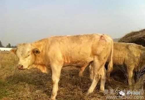 牛多久补一次硒(牛多久补一次硒)-硒宝网