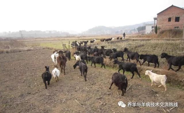 羊用补硒添加剂(硒在羊饲料中的添加量)-硒宝网