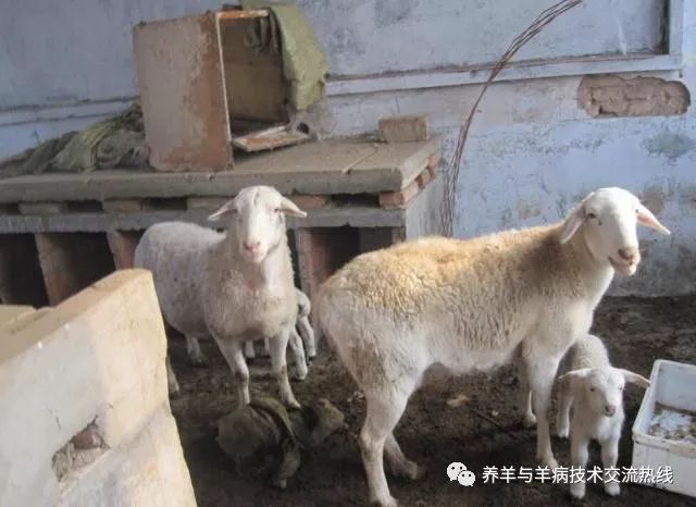 羊用补硒添加剂(硒在羊饲料中的添加量)-硒宝网