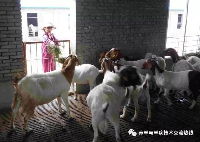 羊用补硒添加剂(硒在羊饲料中的添加量)-硒宝网