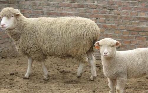 羊多久补一次硒(羊补硒用化学药物吗)-硒宝网