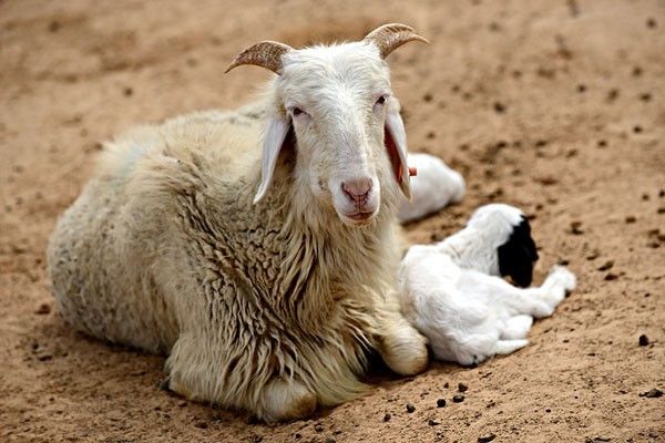 怎么样给羊补硒（给羊补硒用什么药）-硒宝网