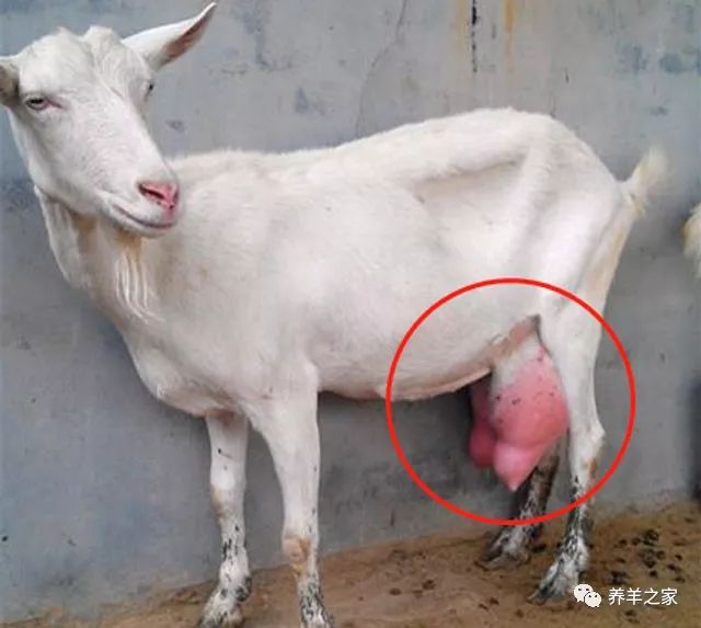 怎么样给羊补硒（给羊补硒用什么药）-硒宝网