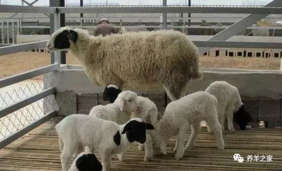 怎么样给羊补硒（给羊补硒用什么药）-硒宝网