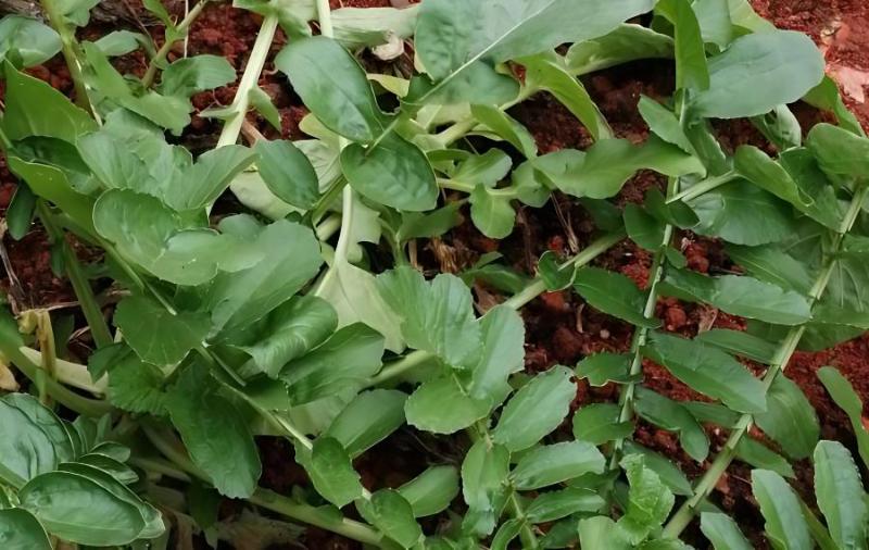 银屑病能补硒吗（硒银屑病）-硒宝网