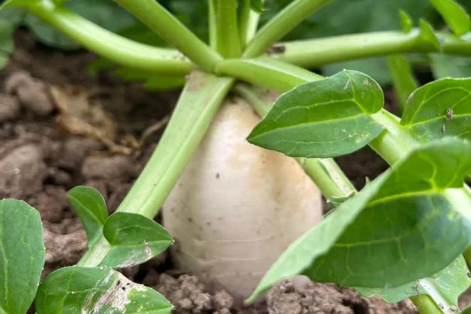 银屑病能补硒吗（硒银屑病）-硒宝网
