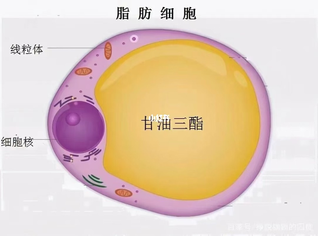 羊怎么样能补硒(羊补硒用什么药了)-硒宝网