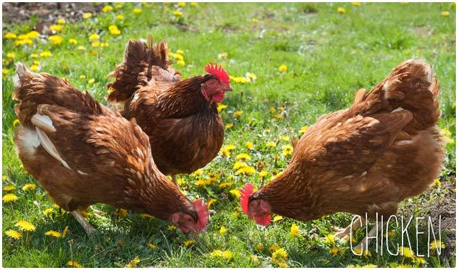 吃燕麦片补硒吗(燕麦片含硒元素吗)-硒宝网