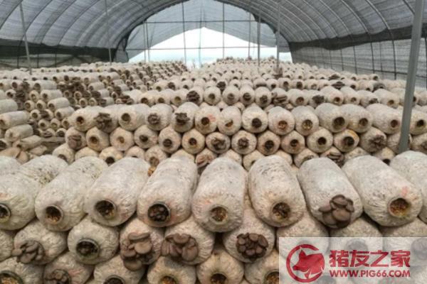 干的菇能补硒吗(蘑菇硒含量多少)-硒宝网