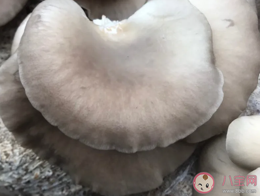 平菇粉能补硒吗(能补粉平菇硒元素吗)-硒宝网