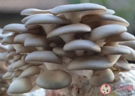 平菇粉能补硒吗(能补粉平菇硒元素吗)-硒宝网