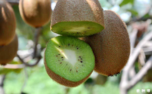 吃猕猴桃补硒吗（猕猴桃有硒元素吗）-硒宝网