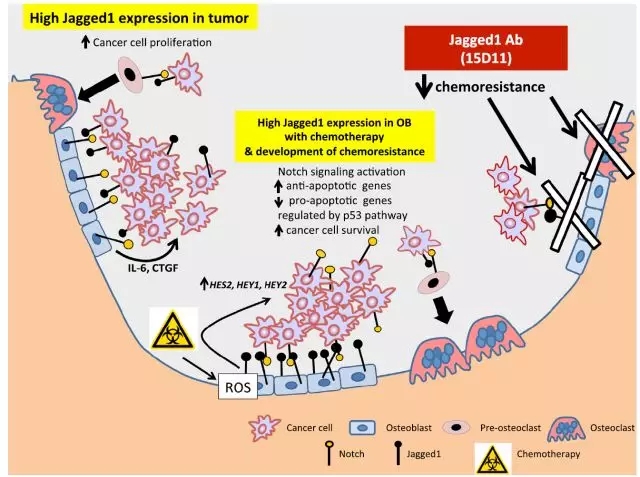 干的菇能补硒吗（蘑菇硒优缺点）-硒宝网