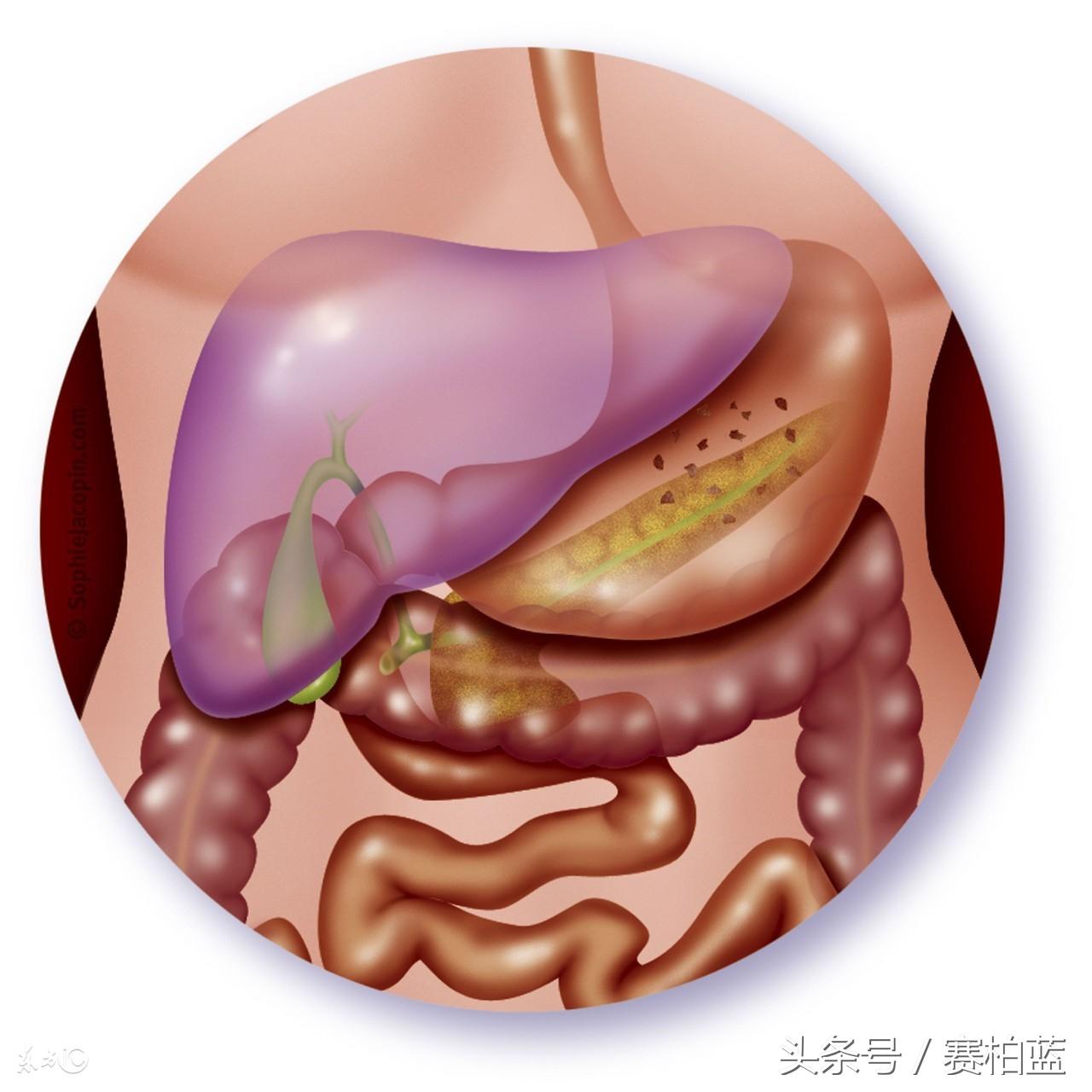 脂肪肝能补硒吗（肝脂肪能补硒嘛）-硒宝网