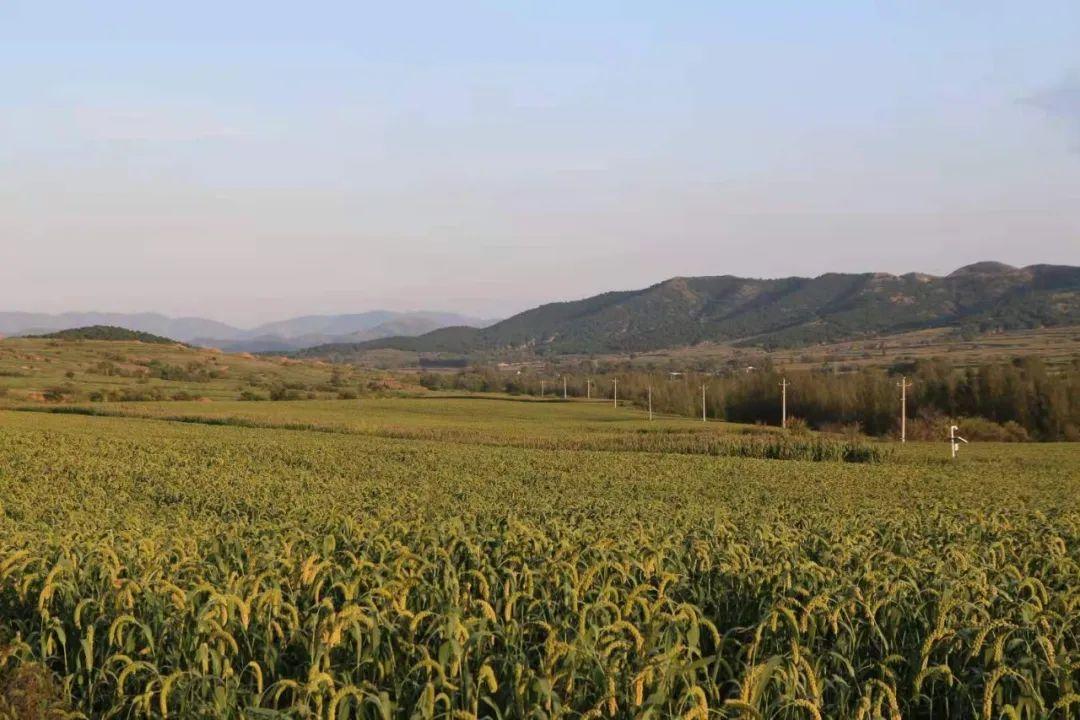 富硒产品敖汉旗(富硒产品的标准是什么)-硒宝网