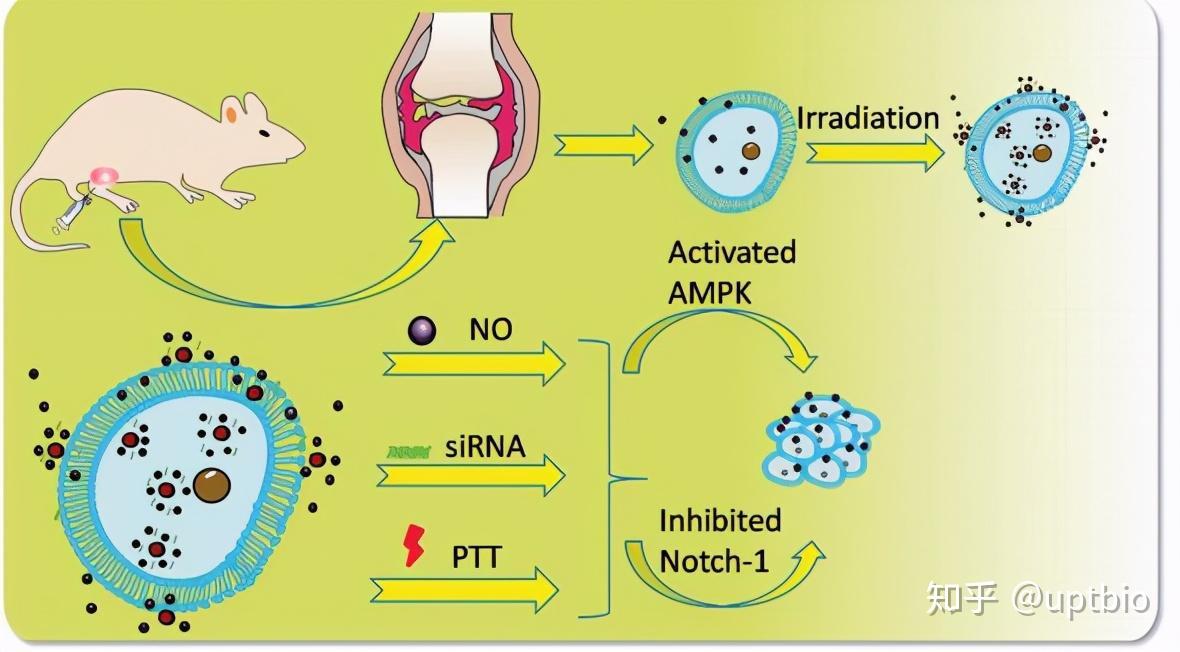 补硒后膝关节痛(关节膝痛补硒后能恢复吗)-硒宝网