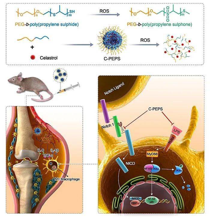 补硒后膝关节痛(关节膝痛补硒后能恢复吗)-硒宝网