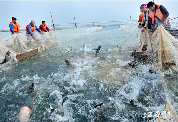 富硒鱼产品标准(富硒鱼营养价值)-硒宝网