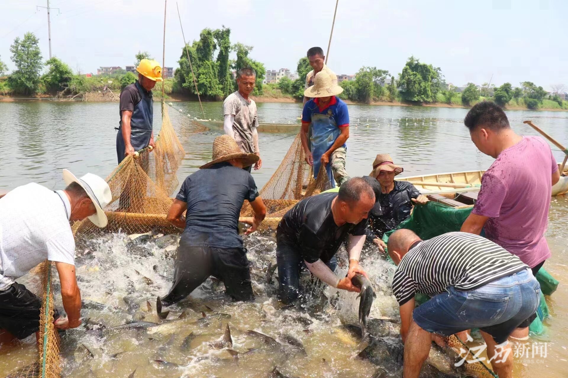 富硒鱼产品标准(富硒鱼营养价值)-硒宝网