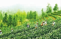 桃源县富硒产品（桃源县富硒茶叶示范基地）-硒宝网