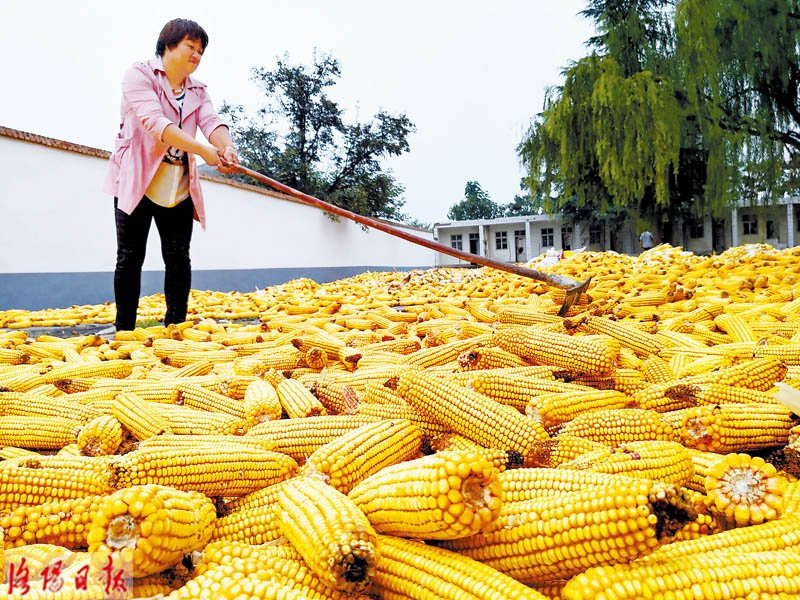 沙湾富硒农产品(农沙湾富硒产品怎么样)-硒宝网