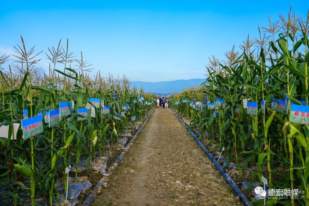 沙湾富硒农产品(农沙湾富硒产品怎么样)-硒宝网