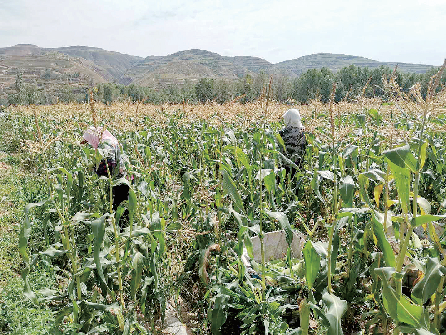 沙湾富硒农产品(农沙湾富硒产品怎么样)-硒宝网