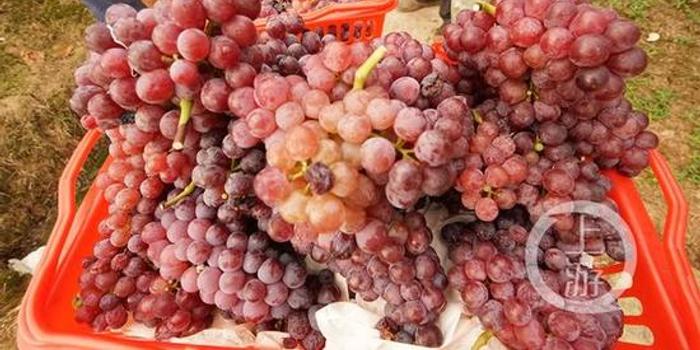 卖硒产品富硒钙(富硒高钙)-硒宝网