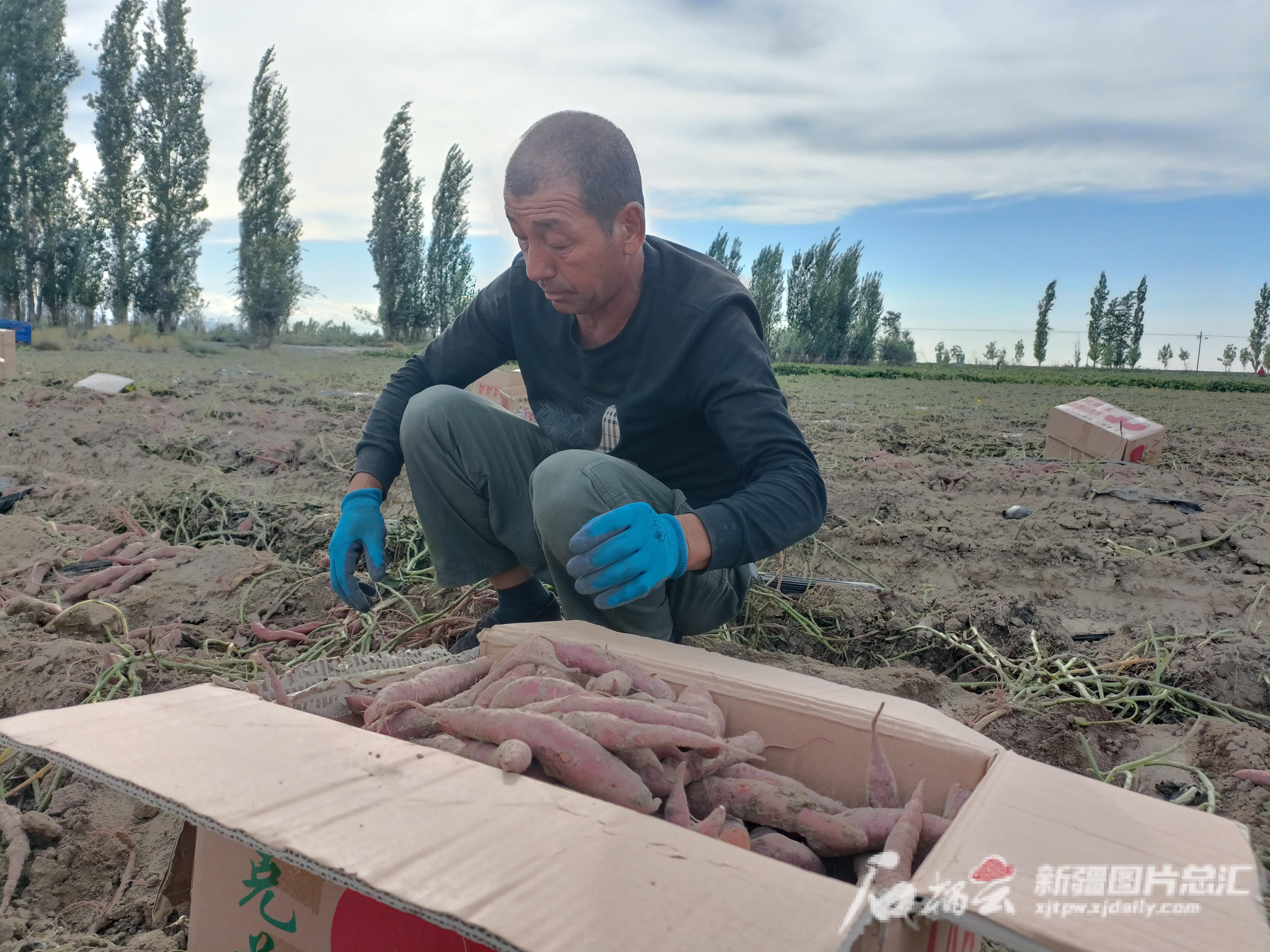 沙湾富硒农产品（农沙湾富硒产品有哪些）-硒宝网