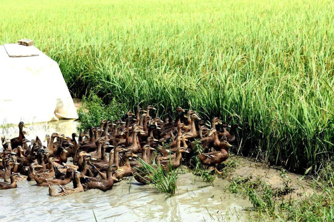 海阳镇富硒产品(浙江富硒基地)-硒宝网