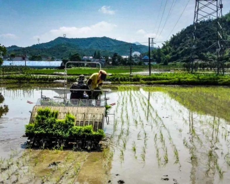 富硒米产品简介（富硒米有哪些品牌）-硒宝网