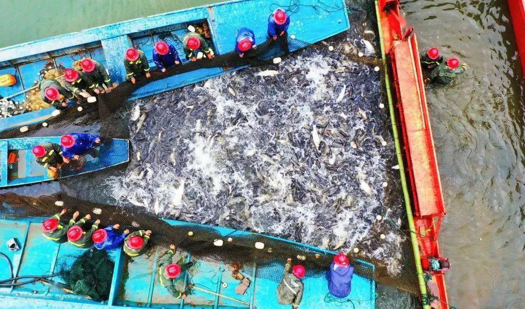 富硒鱼产品加工（加工鱼富硒产品图片）-硒宝网