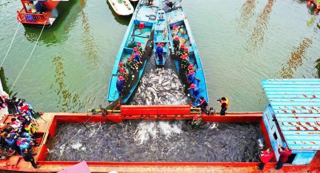 富硒鱼产品加工（加工鱼富硒产品图片）-硒宝网