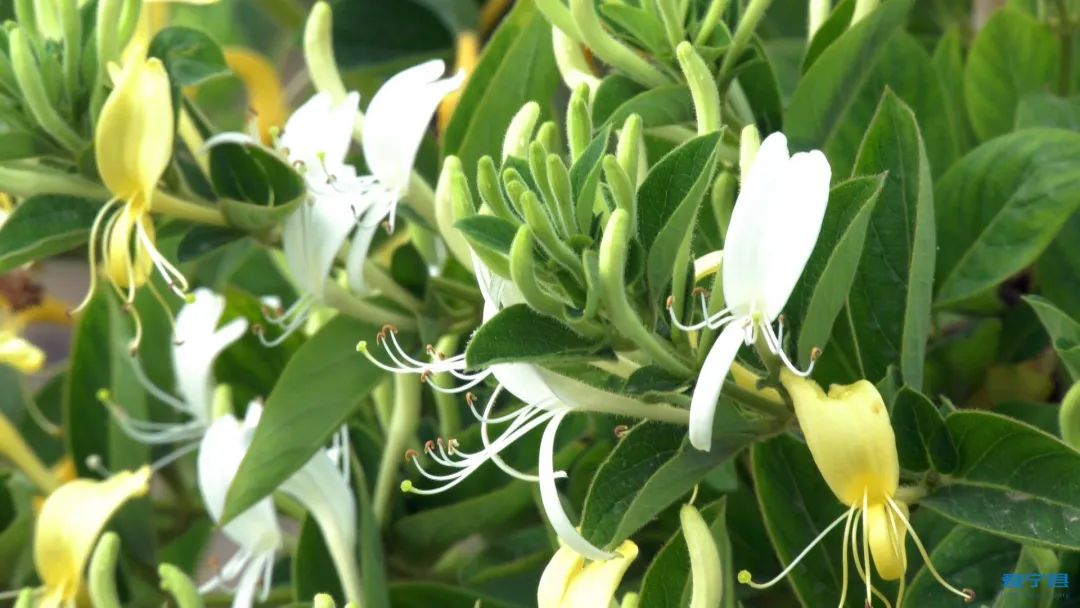 富硒最顶级产品（顶级富硒产品有哪些）-硒宝网