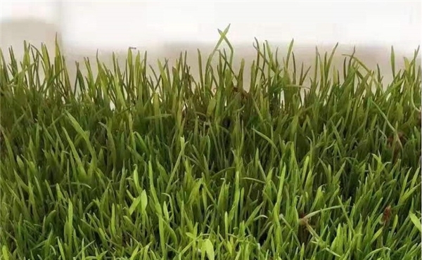 富硒产品的特点(特点富硒产品是什么)-硒宝网