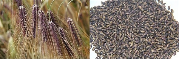 富硒产品的特点(特点富硒产品是什么)-硒宝网