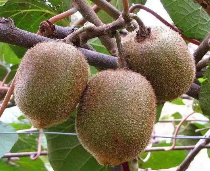 富硒产品有那些（富硒产品有哪些）-硒宝网