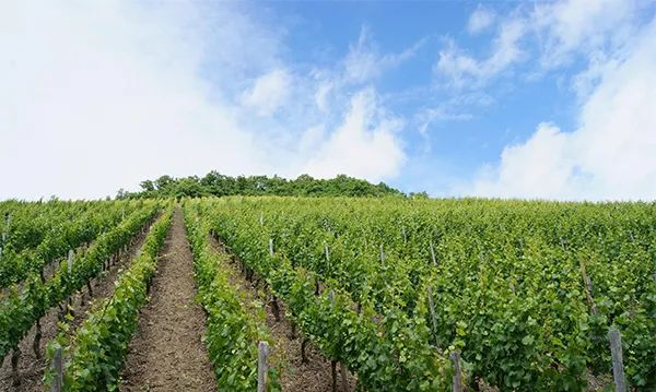 德膳堂富硒产品（德善堂富硒）-硒宝网