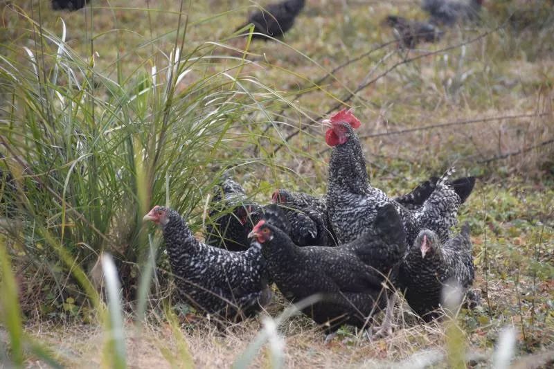 开阳富硒产品馆(富硒开阳简谱)-硒宝网
