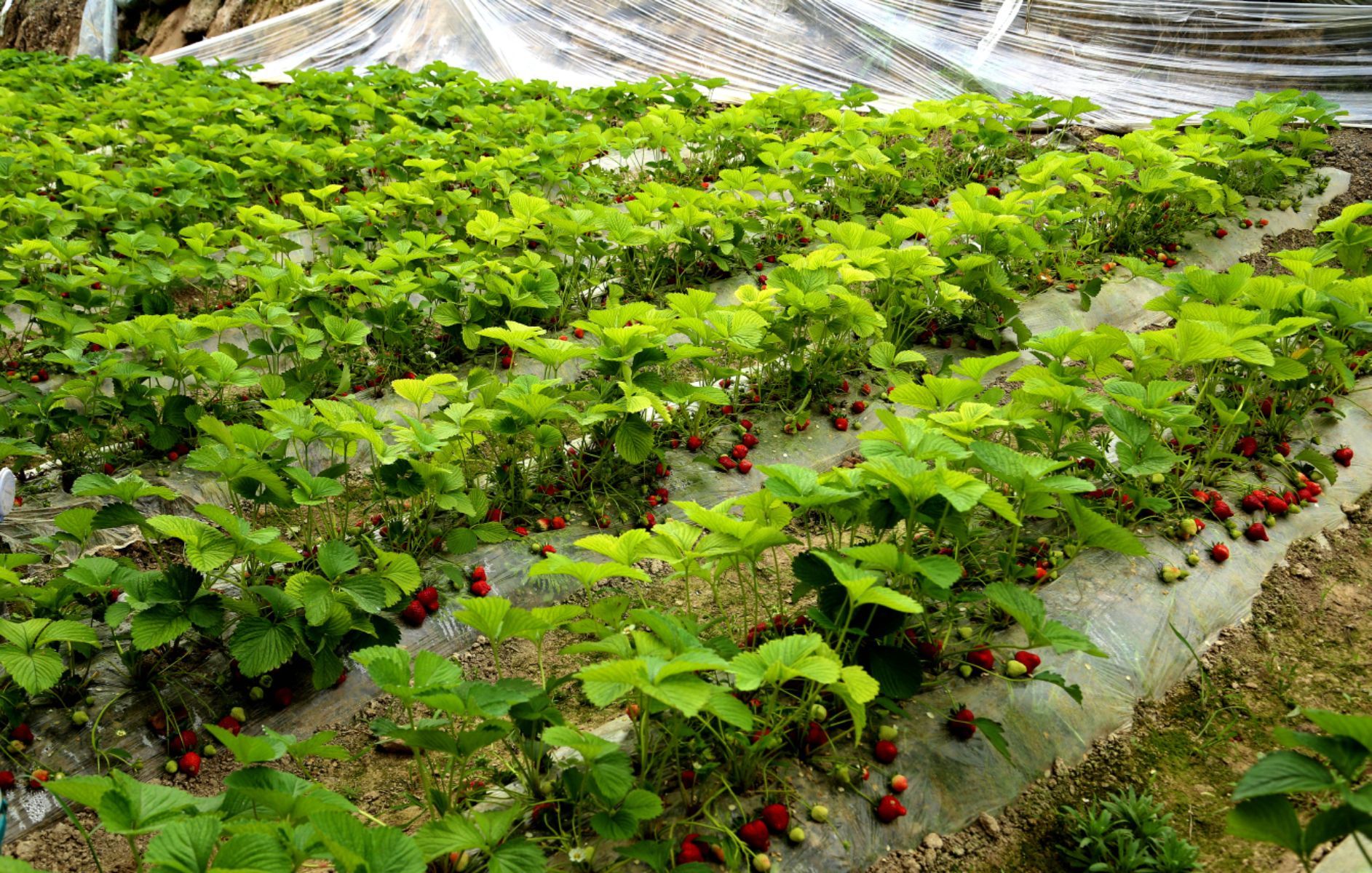 富硒产品的远景（远景富硒产品怎么样）-硒宝网